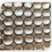 2امیر ماکیان تخم مرغ 2امیر ماکیان تخم مرغ