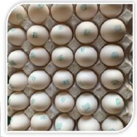 2امیر ماکیان تخم مرغ 2امیر ماکیان تخم مرغ