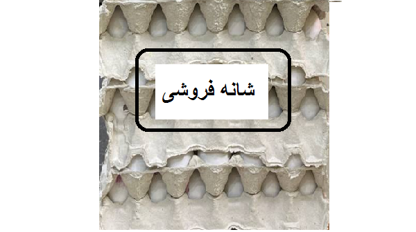 تخم مرغ شانه فروشی 30 ع